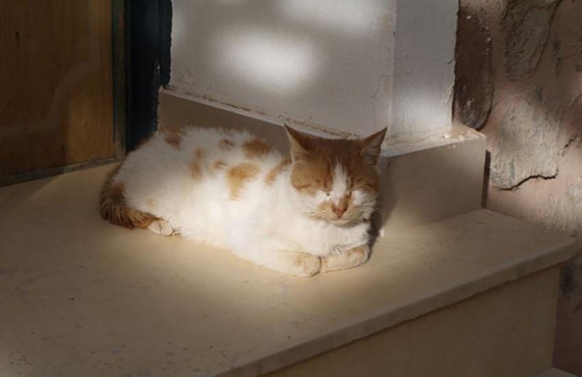 Котка в Манастирa Света Екатерина